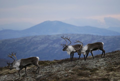 reindeer
