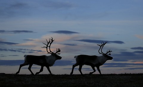 reindeer