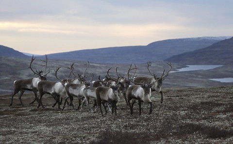 reindeer