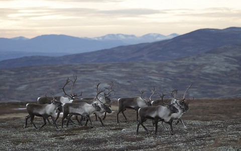 reindeer