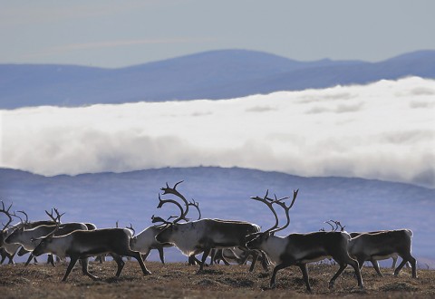 reindeer