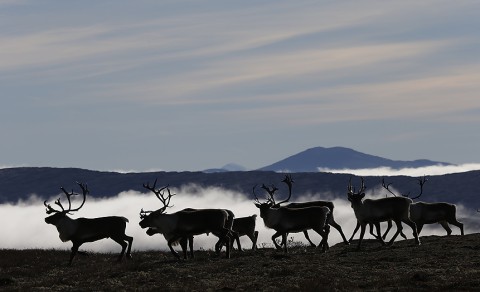 reindeer