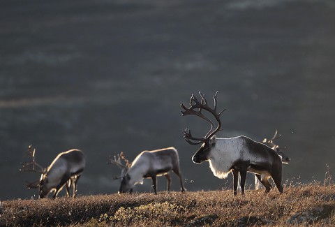 reindeer