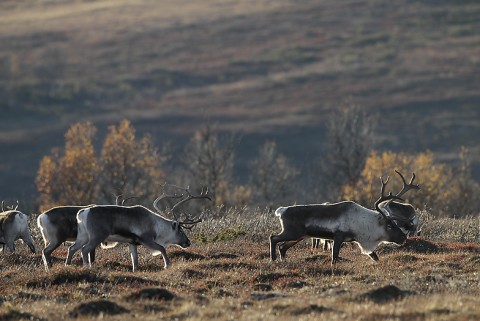 reindeer