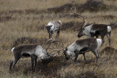 reindeer