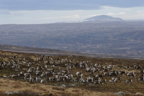 reindeer