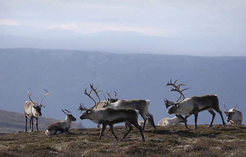 reindeer