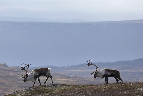 reindeer