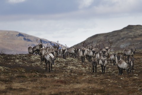 reindeer