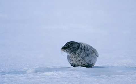 seals3.jpg