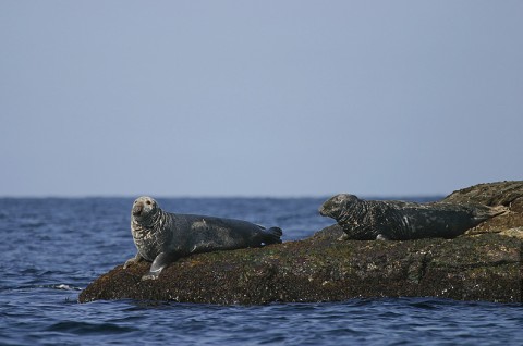 seals46.jpg