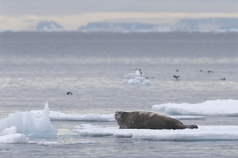 seals