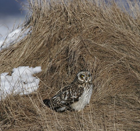 shortearedowl27.jpg