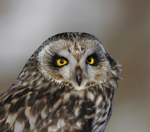 shortearedowl31.jpg