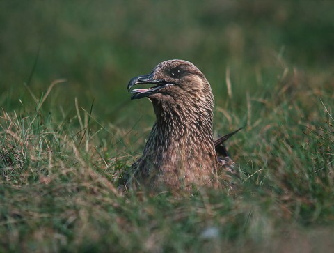 skuas21.jpg