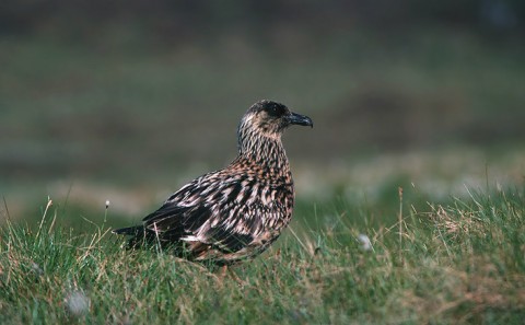 skuas22.jpg