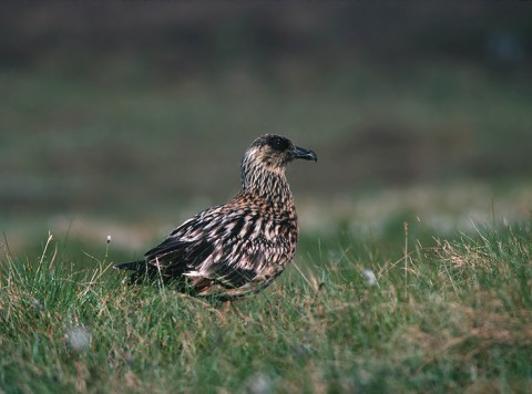 skuas22.jpg