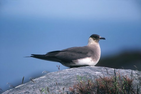 skuas24.jpg