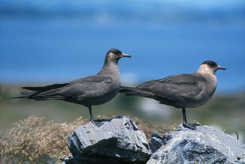 skuas26.jpg