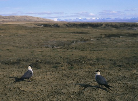 skuas27.jpg