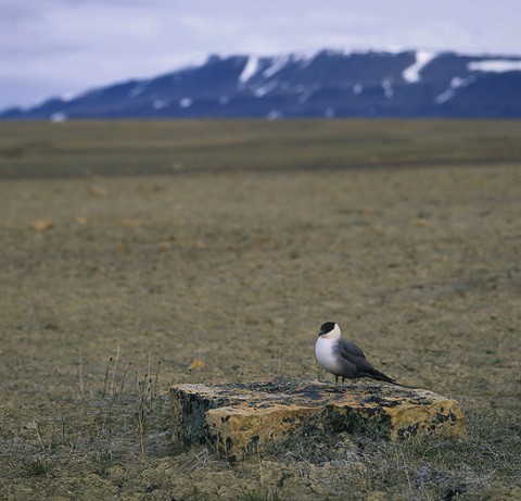 skuas28.jpg