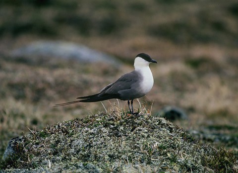 skuas29.jpg