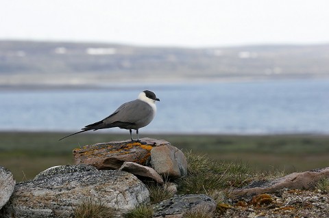 skuas30.jpg