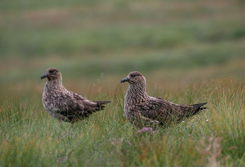 skuas31.jpg