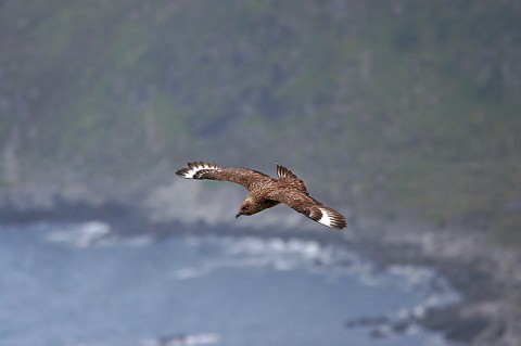 skuas32.jpg