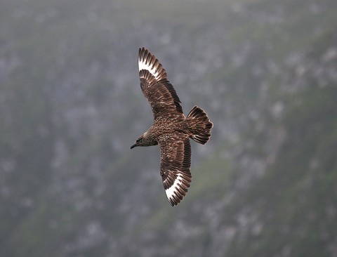 skuas33.jpg