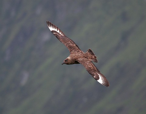 skuas34.jpg