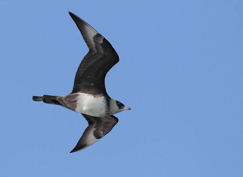 skuas36.jpg