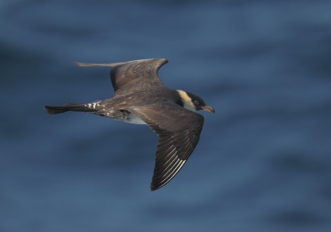 skuas38.jpg