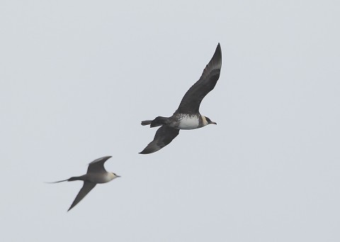 skuas40.JPG