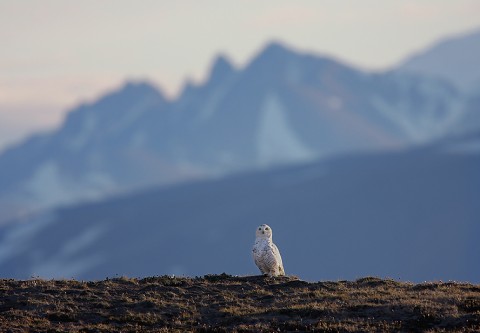 snowyowl03.jpg