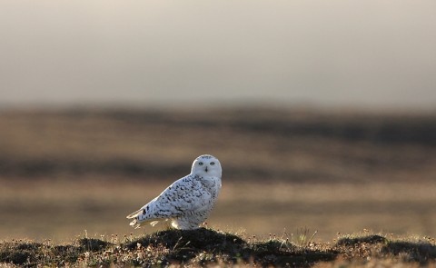 snowyowl04.jpg