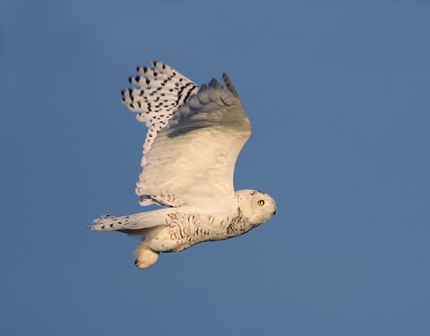 snowyowl05.jpg