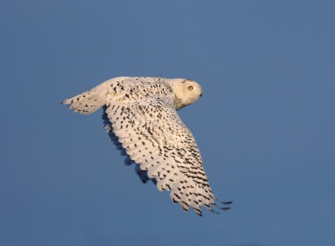 snowyowl06.jpg