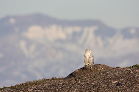 snowyowl07.jpg