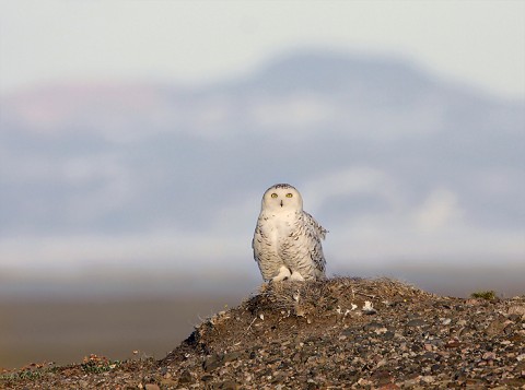 snowyowl08.jpg