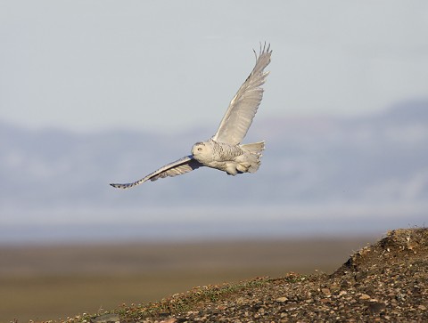 snowyowl09.jpg