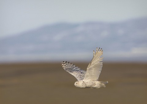 snowyowl10.jpg