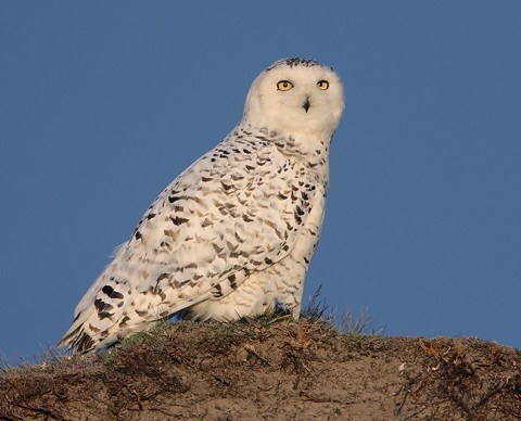 snowyowl11.jpg