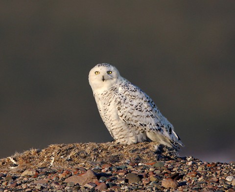 snowyowl12.jpg