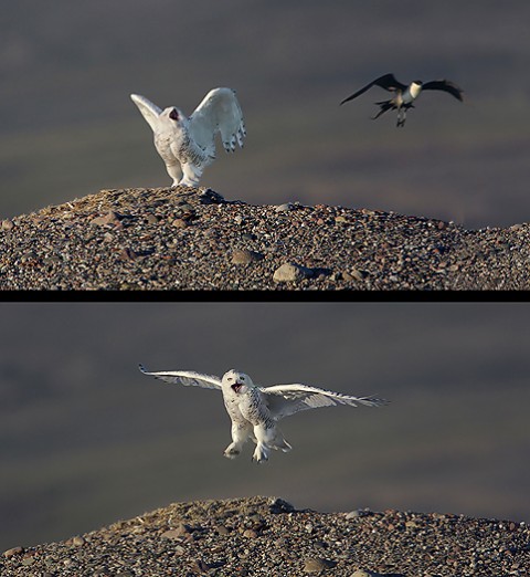 snowyowl14.jpg