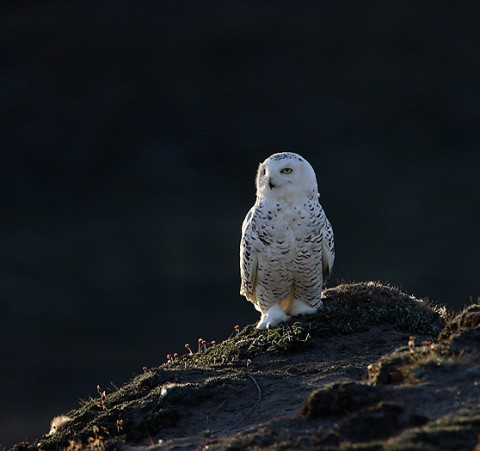 snowyowl15.jpg