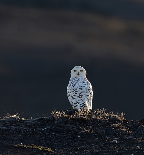 snowyowl16.jpg