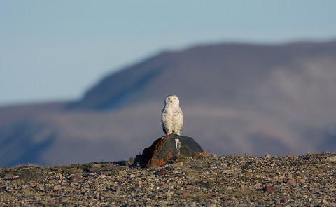 snowyowl18.jpg