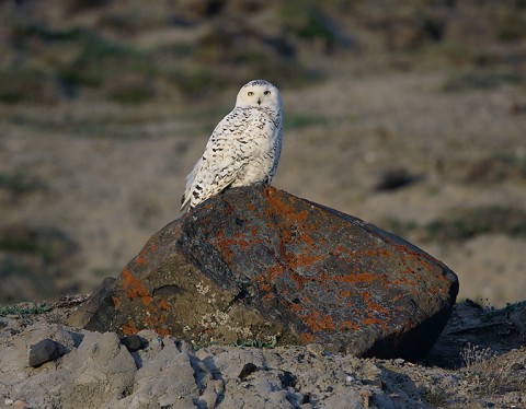 snowyowl19.jpg