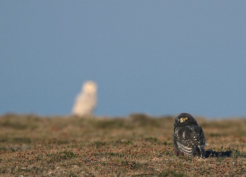 snowyowl20.jpg